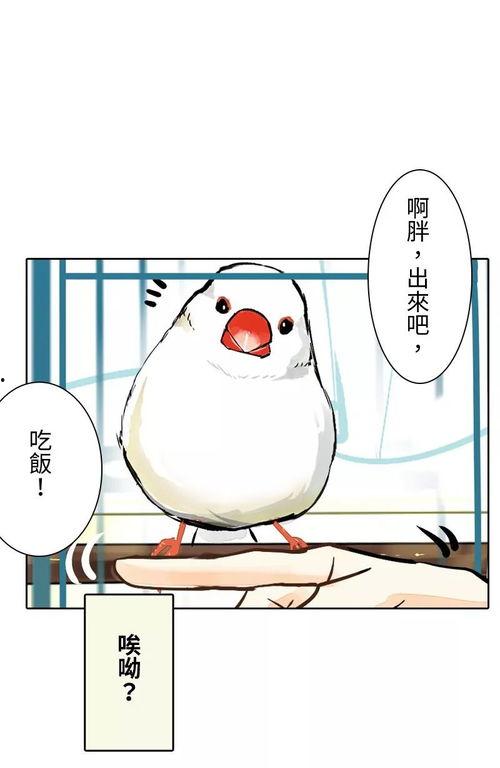 是只鸟漫画,探索是只鸟漫画的奇幻世界